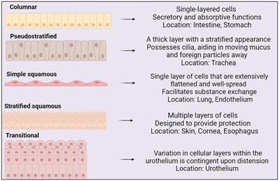 Roles of airway and intestinal epithelia in responding to pathogens and maintaining tissue homeostasis